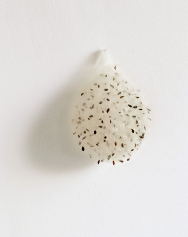Kleiner Samenbeutel, little seed bag, 2010, airborne seeds, hairnet, nail