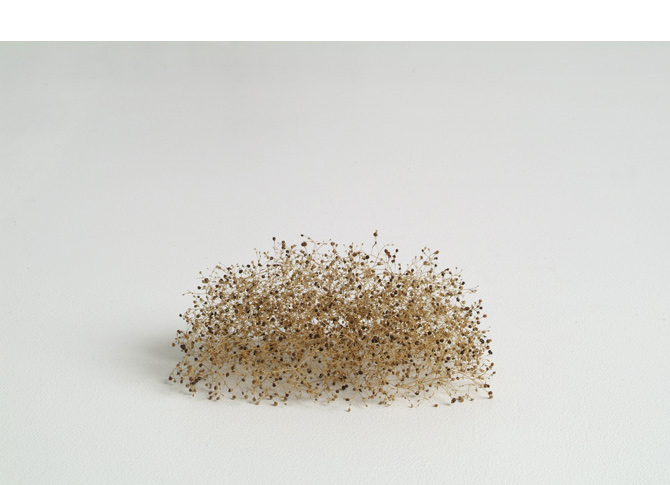 Samenbarren, seed bar, 2006, plant seeds